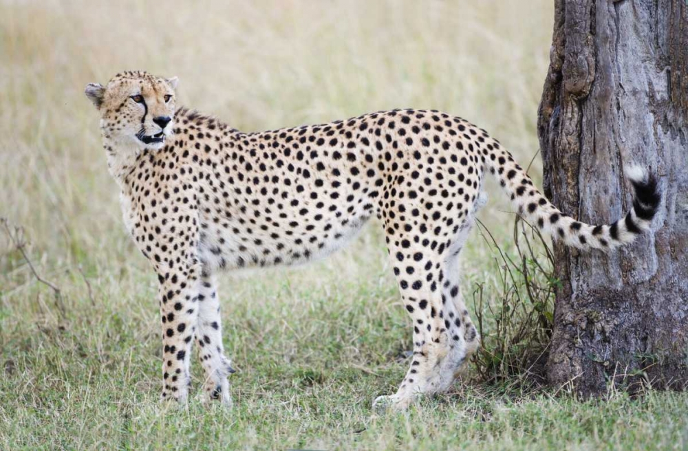 Kenya, Masai Mara Male cheetah pauses by tree